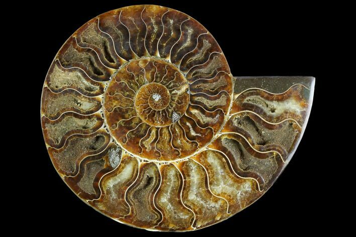 Cut Ammonite Fossil (Half) - Crystal Pockets #125576